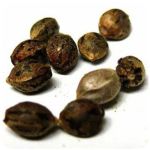 Семена марихуаны АК-47  (Seeds AK-47) в Славгороде